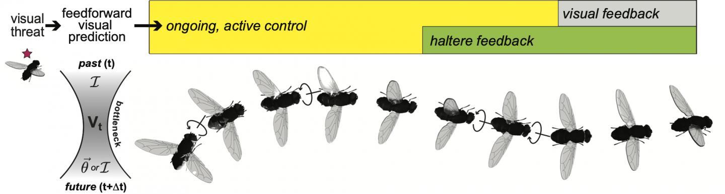 研究发现苍蝇可以预测其视觉环境的变化从而执行规避动作