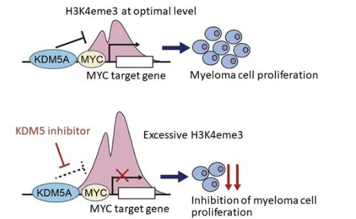 涉及多发性骨髓瘤生长的新表观遗传机制