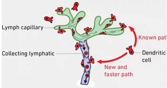 免疫细胞可以使用捷径从组织到达淋巴结