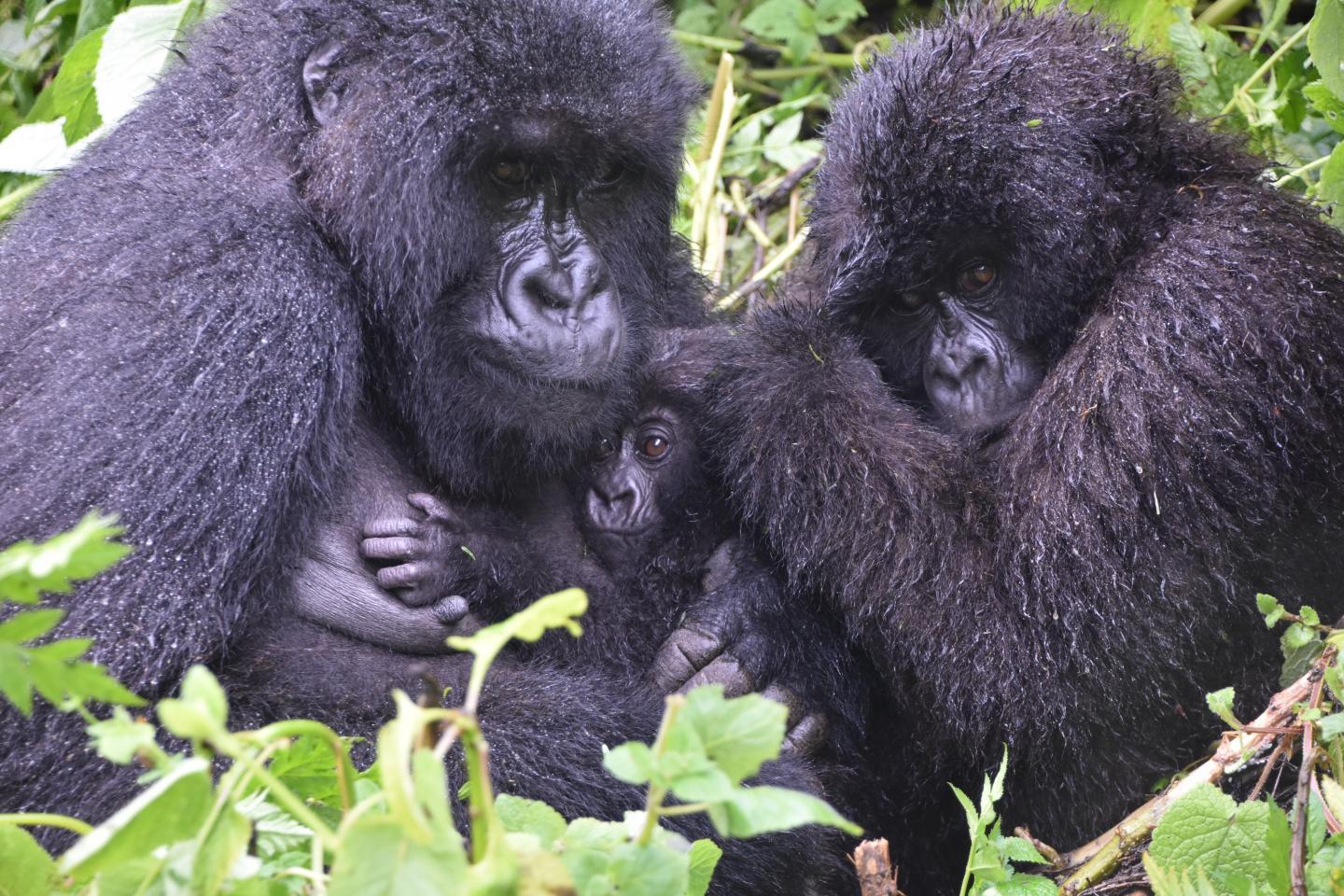 保护工作的成功为濒临灭绝的山地大猩猩带来了新的挑战