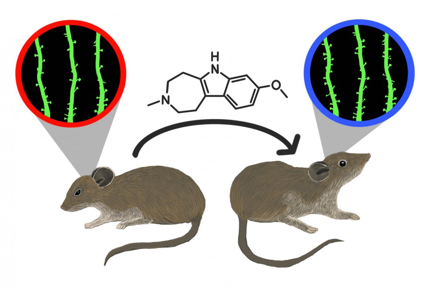 非卤光迷幻类似物可逆转小鼠研究中的压力效应