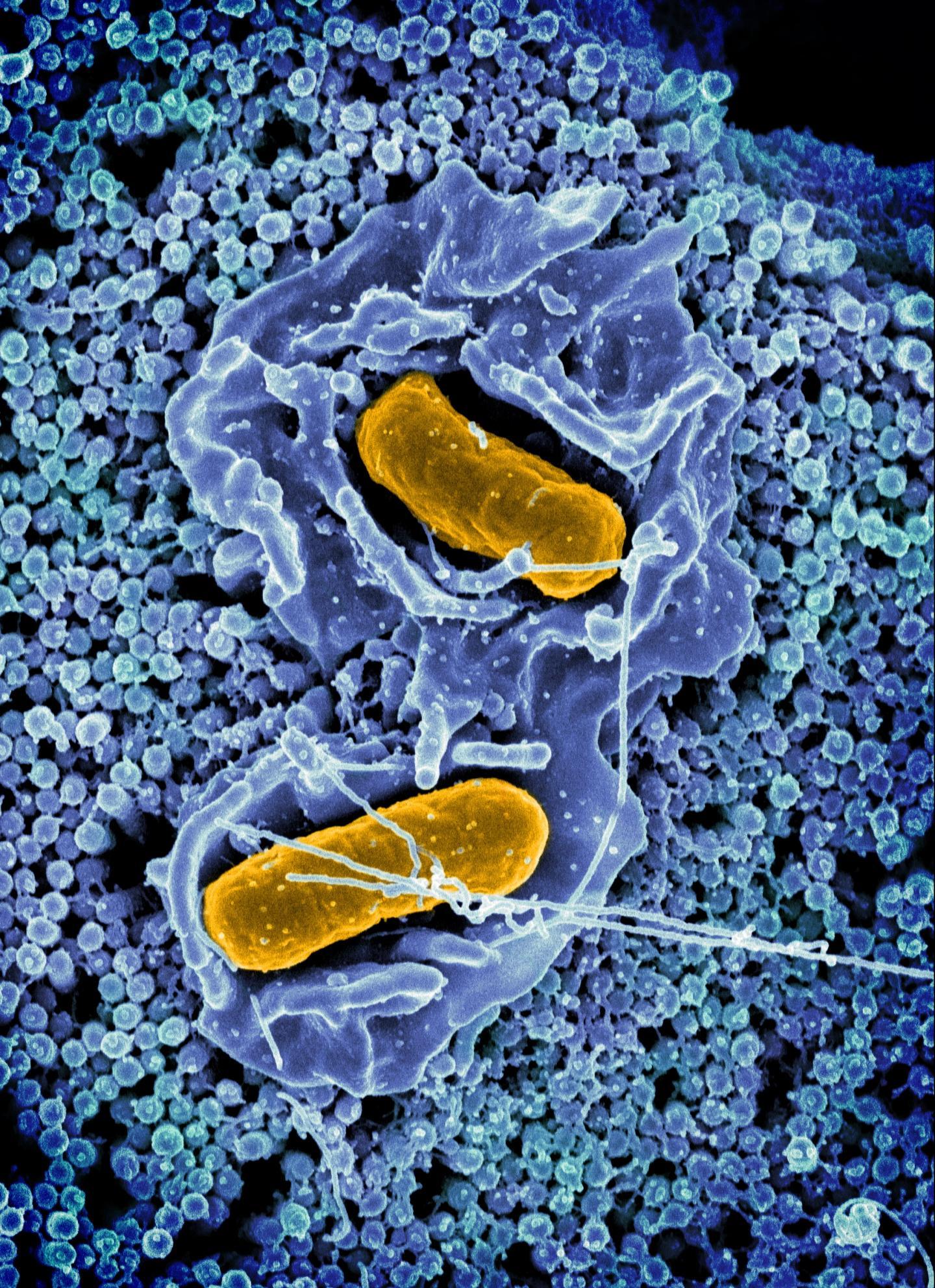 NIH科学家发现沙门氏菌利用肠道上皮细胞定居肠道