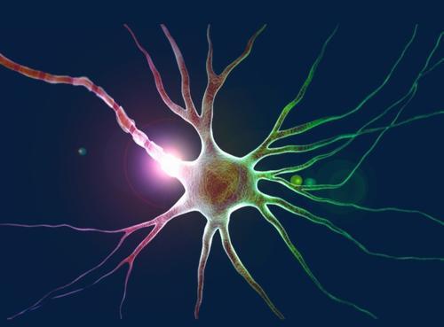 人工神经元可以实时识别生物信号