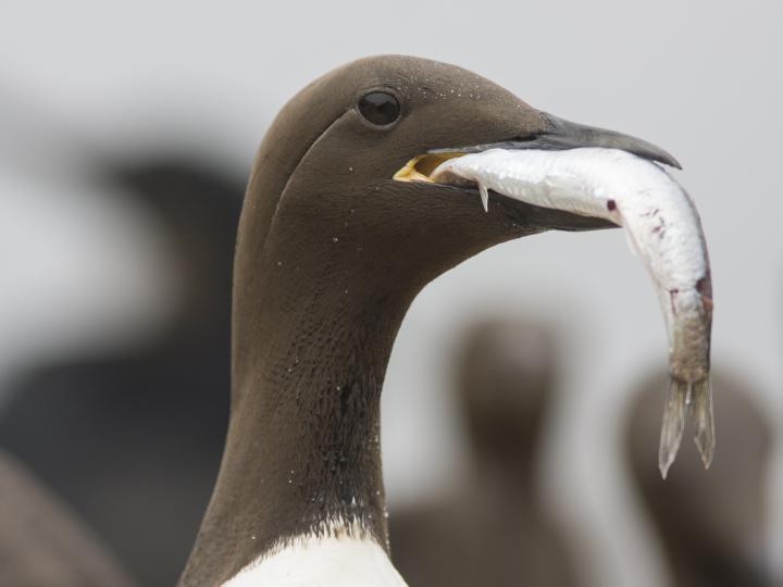 海鸟面临着气候变化和人类活动带来的严峻威胁