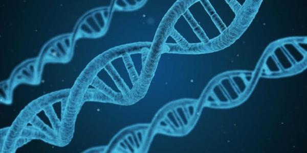 科学家开发具有内置遗传屏障的新基因驱动