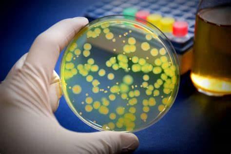 铜绿假单胞菌对人类健康构成严重威胁