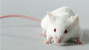 小鼠研究表明预期寿命平均可增加30%