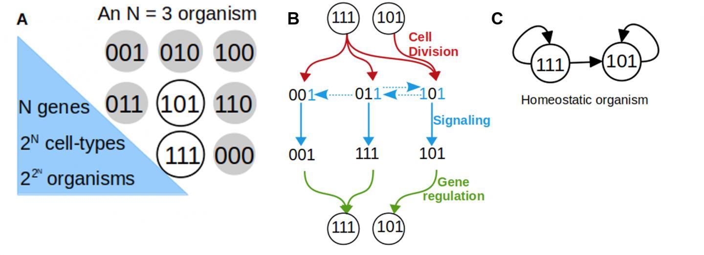 一个简单的发育模型揭示了细胞谱系的形状和与再生的联系