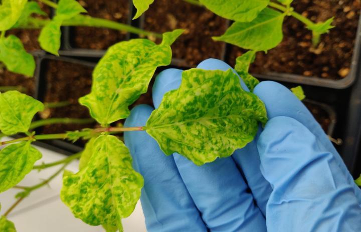 研究人员发现豇豆花叶植物病毒如何激活免疫系统对抗癌症