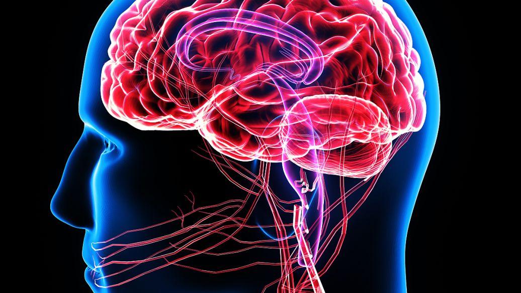 研究人员发现多种脑部疾病的常见机制