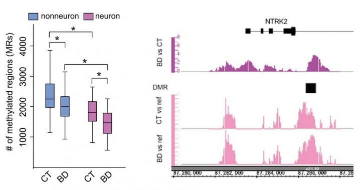 双相障碍患者神经元DNA甲基化变化及特征