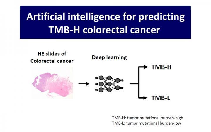 组织病理学驱动的人工智能预测TMB-H结直肠癌
