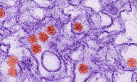小鼠模型可以揭示免疫系统对寨卡病毒的反应