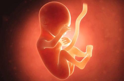 胎儿也许能看得比以前相信的更多