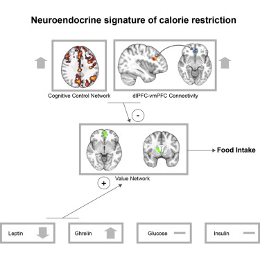 人类自主减肥的神经认知和激素相关