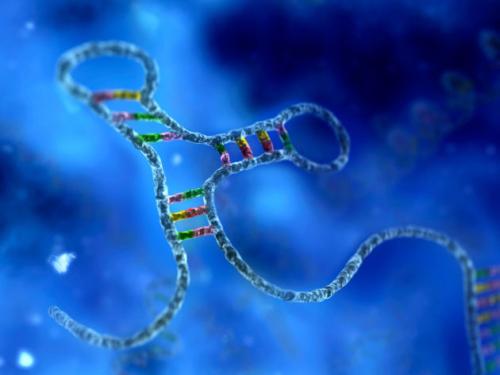 科学界认为RNA(核糖核酸)在其中发挥着关键作用