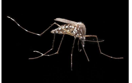 研究人员为登革热病毒制造了抗蚊虫