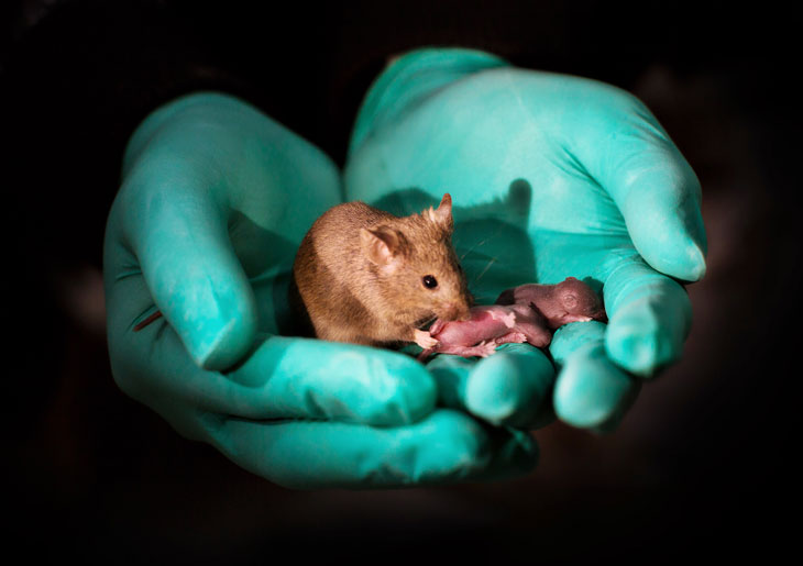 基因编辑首次创造出两个生物爸爸的老鼠