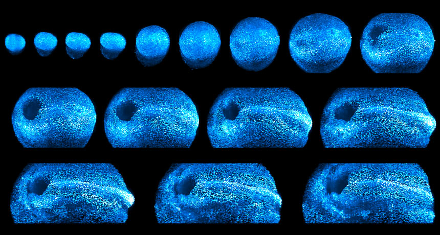看看这些令人眼花缭乱的老鼠胚胎的图片