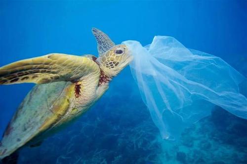 即使是深海生物也在吃塑料