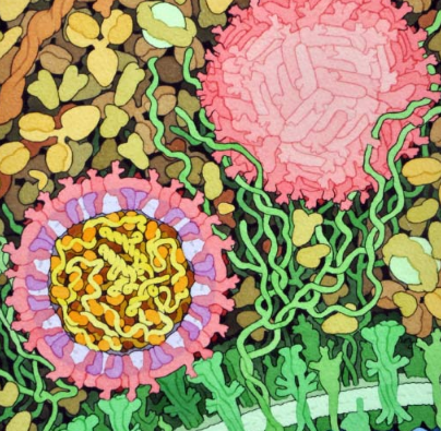 新研究显示寨卡病毒杀死胶质母细胞瘤干细胞