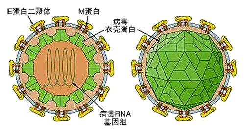 与感官性多发性神经病相关的急性寨卡病毒感染