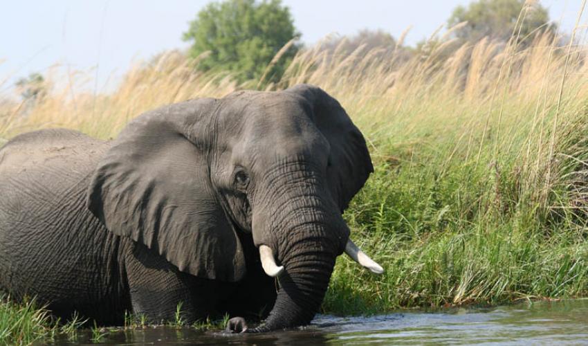IUCN SSC非洲大象专家组宣布新的联合主席