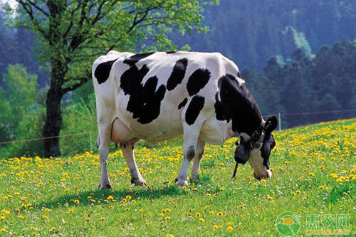 奶牛离开牧场进入艾滋病毒疫苗研究领域