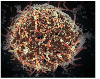 在埃博拉病毒中发现跟腱可能会导致未来的治疗