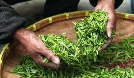 绿茶植物中的化合物显示出抗击结核病的潜力