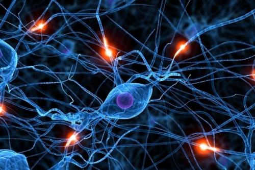 突触的守护者 科学家们确定了神经支持细胞的新角色