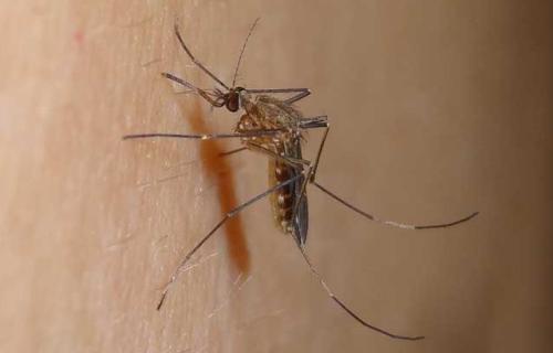 研究显示 使人体血液对蚊子 致命 的药物可以减少疟疾传播
