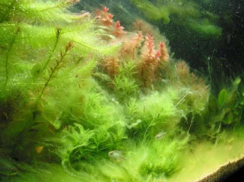 捕杀藻类的病毒刺激了海洋养分的循环利用