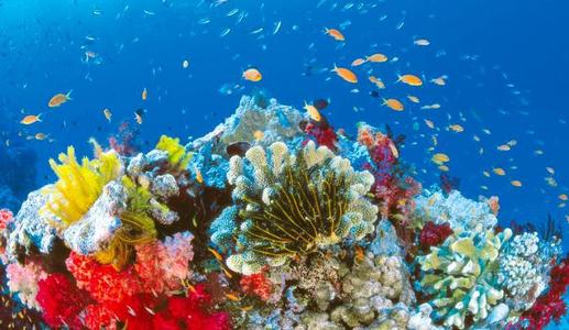 大堡礁珊瑚的新见识为全球气候记录提供了校正因子