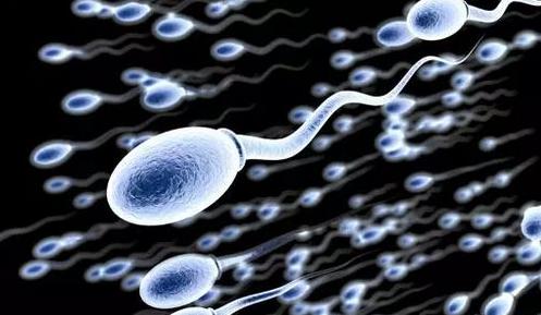 单一蛋白质可控制数千种精子发育所必需的基因