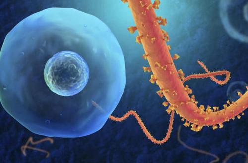 一项新研究揭示了一些埃博拉病毒如何生存