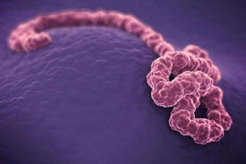 在埃博拉病毒中发现跟腱可能会导致未来的治疗
