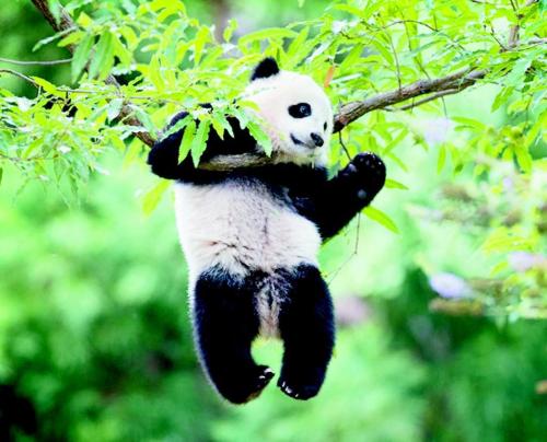 大熊猫 关于魅力黑白熊的事实