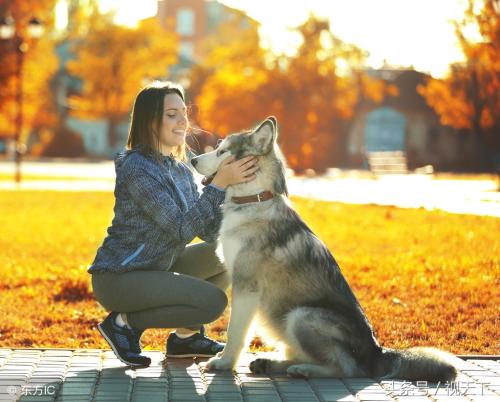 加州科学展览解释了狗与人的友谊
