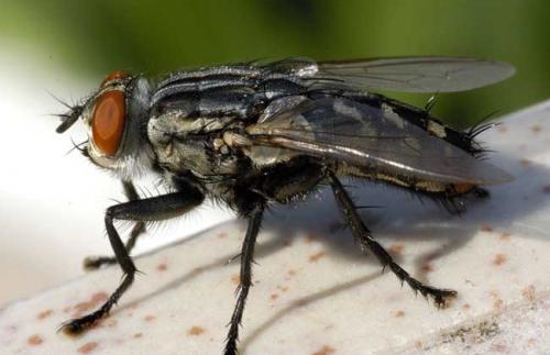 苍蝇与病原体传播之间缺失联系