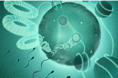精子如何解开爸爸的基因组使其与妈妈的基因融合