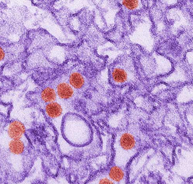 最新发现的抗体中和 寨卡病毒 进行小鼠研究
