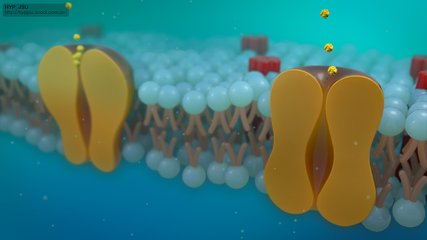 研究挑战细胞膜如何工作的传统智慧 以新的眼光看待细胞膜
