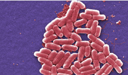 研究人员说肠道菌群影响我们的生理
