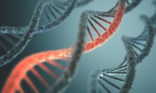 遗传性心肌病患者中有8个新的独特基因突变