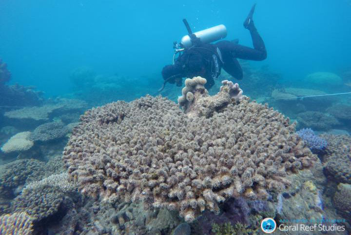 珊瑚礁是地球上生物创造的最大结构之一