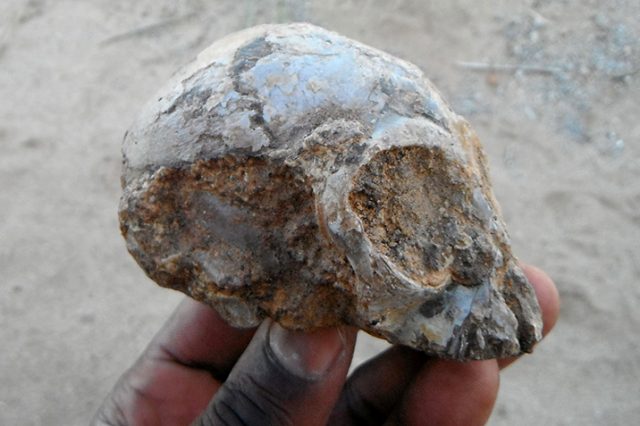 在肯尼亚发现了Nyanzapithecus alesi的头骨