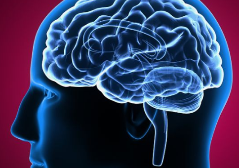 研究表明如何根据大脑区域的活动来控制习惯