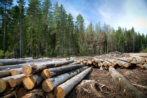 森林砍伐与疾病动态变化息息相关