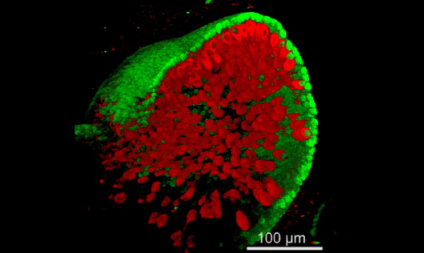 科学家利用小鼠干细胞创造内耳